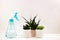 Homemade little evergreen succulents stand next to a spray bottle with water on a white background. Home plants care, home