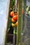 Homemade local farmers red ripe tomatoes in a greenhouse seen through window, healthy organic bio