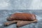 Homemade Organic Pumpernickel Rye Bread Cut into Slices on the wodden cutting board