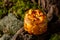 Homemade pickled honey mushrooms in a glass jar