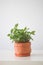 Homemade potted plant. Green branches with leaves in the handmade ceramic flower pot