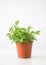 Homemade potted plant. Green branches with leaves in the handmade ceramic flower pot