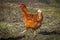 Homemade red-colored chicken walks in the yard