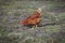 Homemade red-colored chicken walks in the yard