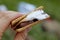 Homemade Smores