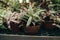 Homemade succulent plants in the pots