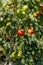 Homemade tomatoes grown in the garden