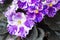 Homemade violet flower in a pot on a windowsill under the rays of the morning spring sun, close-up, selective focus