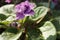 Homemade violet violet flower with green leaves close up under the rays of the spring morning sun