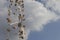 Homemade Wind Chimes from Seashell Hanging