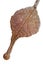 Homemade wood leaf made of rusty iron isolated