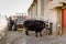 Homemade yaks in a Tibetan village