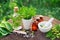 Homeopathic bottles, Thuja occidentalis, Plantago major drugs and mortar.