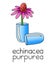 Homeopathic medicine illustration - echinacea purpurea in a capsule pill, immune system stimulator, natural medicine, herbal