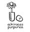 Homeopathic medicine vector illustration - echinacea purpurea flower in a capsule pill, hand drawn black and white icon,herbal