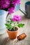 Homeopathic remedies for houseplants and crops, chrysanthemum in pot.