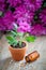 Homeopathic treatment for houseplants and chrysanthemum flower.