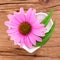 Homeopathy and cooking with echinacea