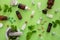 Homeopathy, globules and herbs on green background