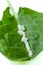 Homeopathy - A homeopathy concept with homeopathic medicine on green leaves