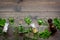 Homeopathy. Leaves of healing herbs, bottles and pills on wooden background top view copyspace