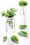 Homeopathy. Medicinal herbs in glass on white background