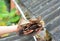 A homeowner is cleaning out roof gutters by taking away debris, fallen dry leaves by hand to keep the rain gutter unclogged and
