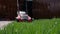 Homeowner working in garden uses lawnmower to mow a lawn. Man cutting grass in his yard with electric lawn mower. Low angle shot