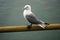 Homer, Alaska: A mew gull - Larus canus -  perched on a rope at the pier