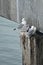 Homer, Alaska: Mew gulls - Larus canus - nurturing their young in nests