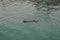 Homer, Alaska: A sea otter - Enhydra lutris - enjoying a swim in the green waters of Kachemak Bay