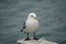 Homer, Alaska, USA: Mew gull