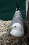 Homer, Alaska, USA: Mew gull sitting on a nest