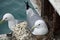 Homer, Alaska, USA: Mew gull sitting on a nest