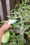 Homespun remedy against mildew on plants