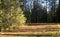 Homestead Clearing in a Pine Forest