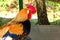 Homestead farming. The brown rooster stands in the hen-house and