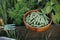 Homestead lifestyle. Watering can and raised garden bed with salad, chard and snap peas in wooden bowl. Growing home grown