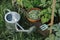 Homestead lifestyle. Watering can and raised garden bed with salad, chard and snap peas in wooden bowl. Growing home grown