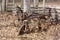 Homestead scene of abandoned antique iron plow.