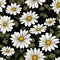 Homey daisy print for home decor