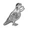 Homing Carrier pigeon sketch vector illustration