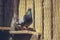 Homing pigeon