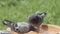 Homing pigeon bathing in water bowl