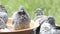 Homing pigeon bathing in water bowl