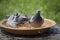 Homing pigeon bird bathing in water bowl