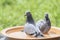 Homing pigeon bird bathing in water dish