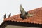 Homing pigeon bird flying fand perching on home roof tile