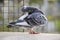 Homing pigeon bird preening feather at home loft