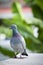 Homing pigeon bird standing on home loft